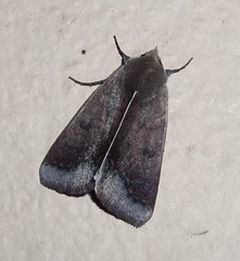 Ophiusa