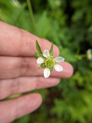 Geum canadense camporum