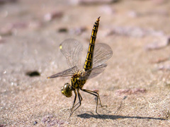 Brachythemis leucosticta