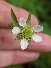 Geum canadense camporum