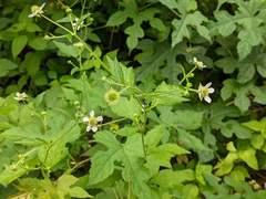 Geum canadense camporum