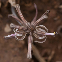 Drimia elata