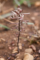 Drimia elata