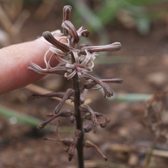 Drimia elata