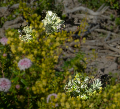 Adenanthos cuneatus