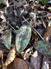 Erythronium americanum