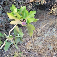 Ficus carica