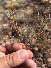 Hedosyne ambrosiifolia