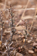 Drimia elata