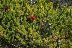 Melaleuca quadrifida