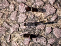Brachythemis leucosticta
