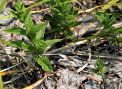 Scutellaria yezoensis