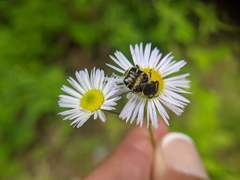 Trichiotinus affinis