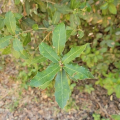 Quercus coccifera