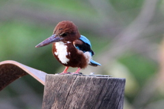 Halcyon smyrnensis fusca