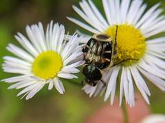Trichiotinus affinis