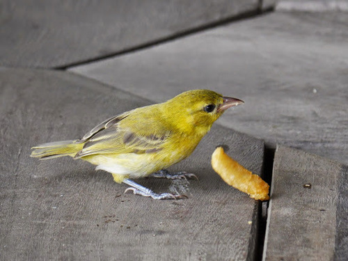 Orange Weaver (Ploceus aurantius), photo 3