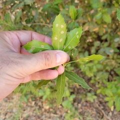 Quercus coccifera