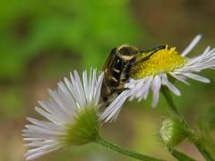 Trichiotinus affinis
