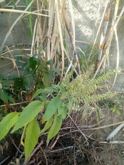 Ocimum campechianum