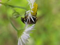 Trichiotinus affinis