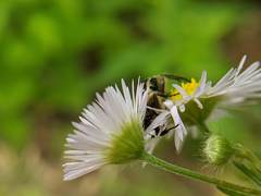 Trichiotinus affinis