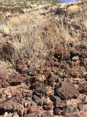 Hedosyne ambrosiifolia