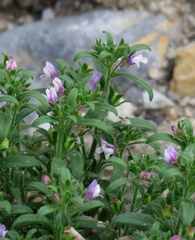 Chaenorhinum litorale