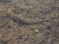 Pseudogobius poicilosoma