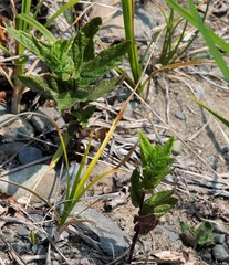 Scutellaria yezoensis