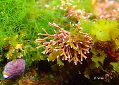 Tricleocarpa fragilis