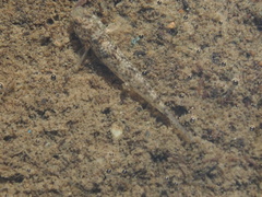 Pseudogobius poicilosoma
