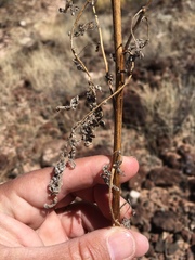 Hedosyne ambrosiifolia