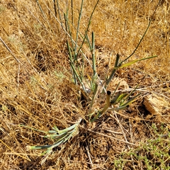 Foeniculum vulgare