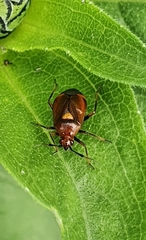 Deraeocoris ruber