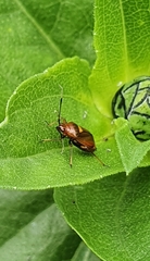Deraeocoris ruber