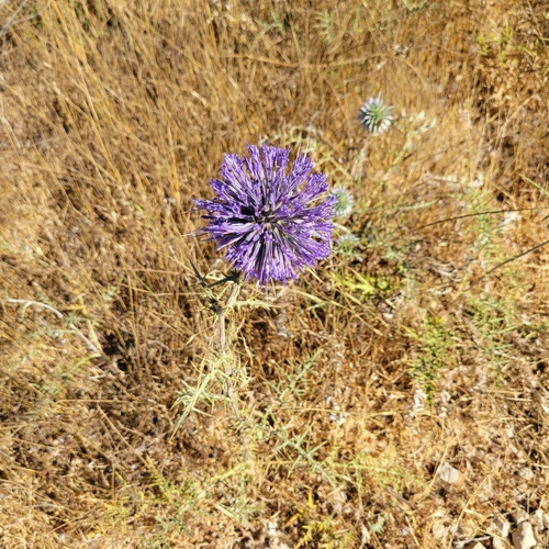 Image of Echinops adenocaulos by no rights reserved