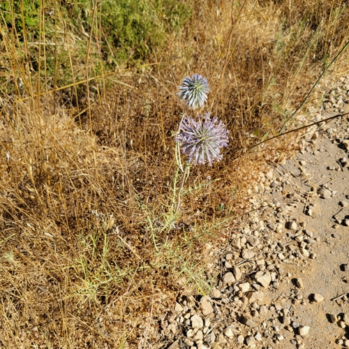 Image of Echinops adenocaulos by no rights reserved