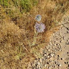 Echinops