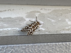 Lophocampa ingens