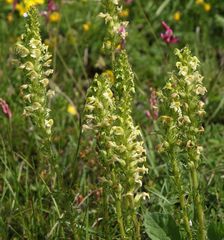 Pedicularis elongata