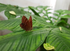 Abisara echerius