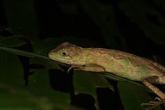 Diploderma polygonatum xanthostomum