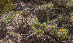 Disphyma crassifolium