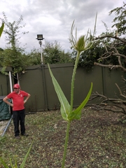 Dipsacus fullonum