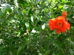 Punica