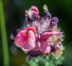 Pultenaea ericifolia