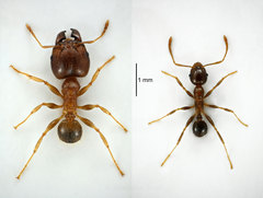 Pheidole tenuinodis
