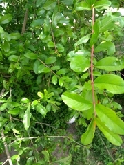 Punica