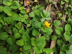 Lysimachia christinae